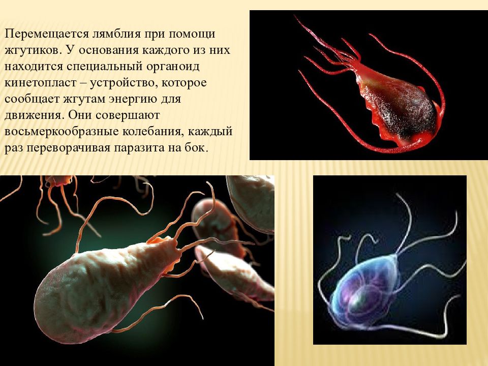 Лямблиоз презентация инфекционные болезни