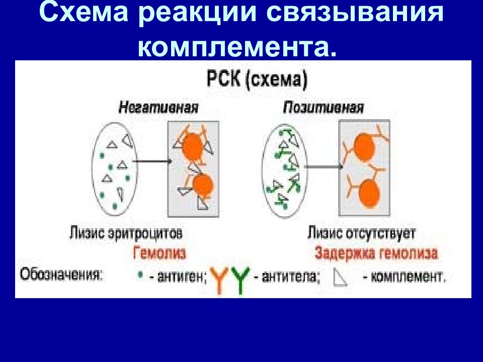 Схема постановки реакции связывания комплемента рск