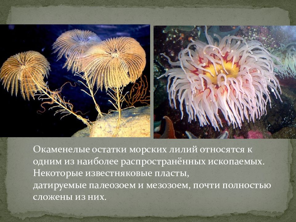 Размножение морских лилий. Класс морские лилии (фото) Размножение морских лилий. Класс морские лилии (фото)