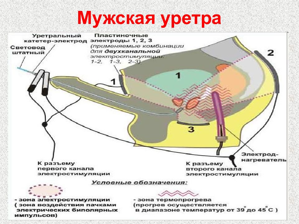 Схема мочеиспускательный канал