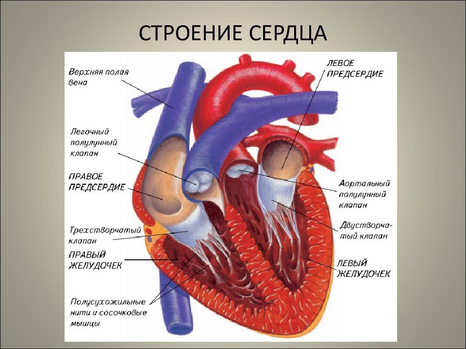 Презентация анатомия строение сердца