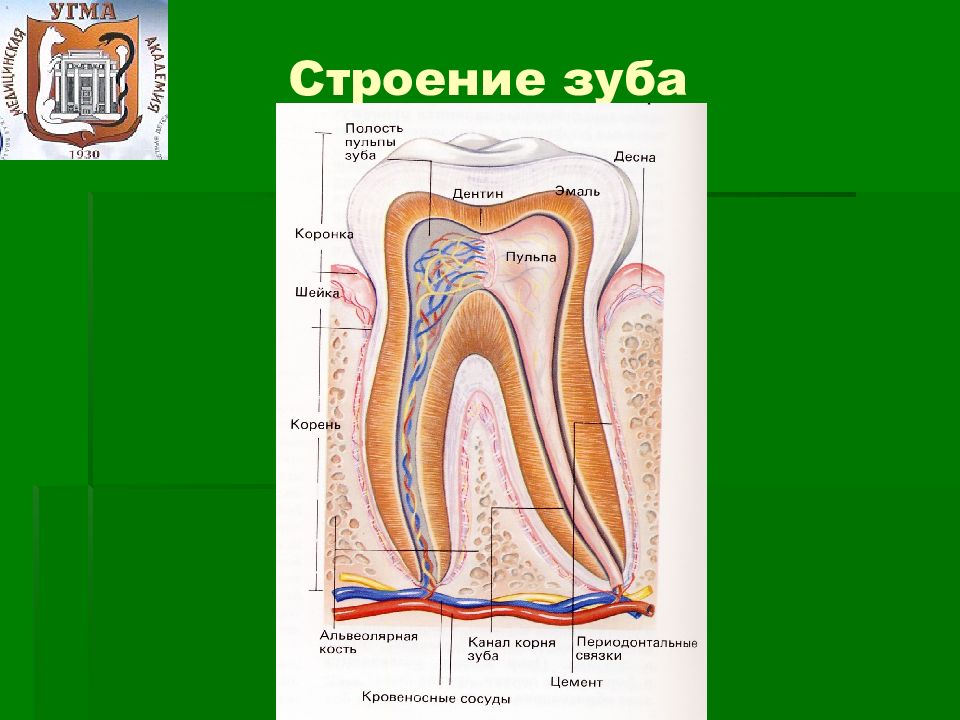 Строение зуба презентация