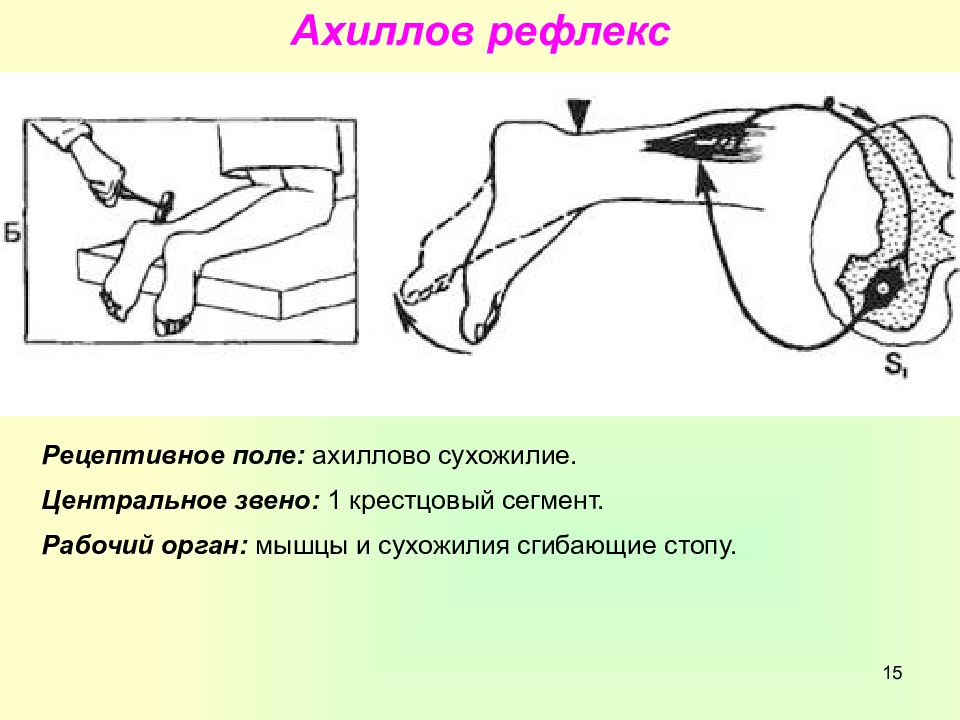 Схема дуги сухожильного рефлекса