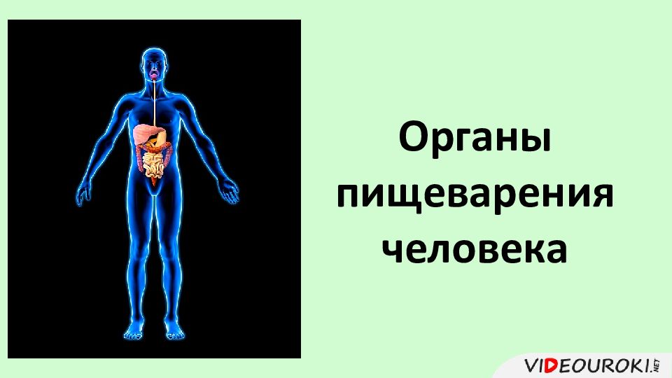 Органы пищеварения человека