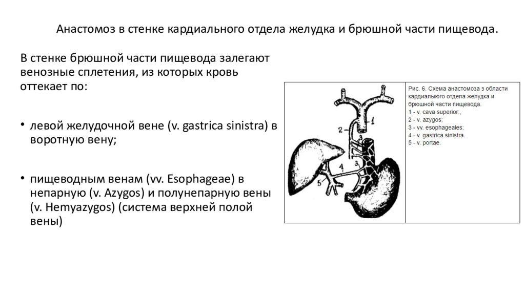 Венозные сплетения кава кавальные анастомозы