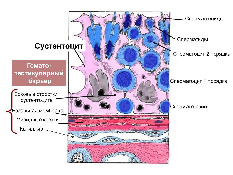 Клетку называют сперматоцитов ii порядка. Сустентоциты семенника гистология. Сустентоциты (клетки Сертоли). Клетки Сертоли в семеннике на препарате. Строение сустентоцитов.