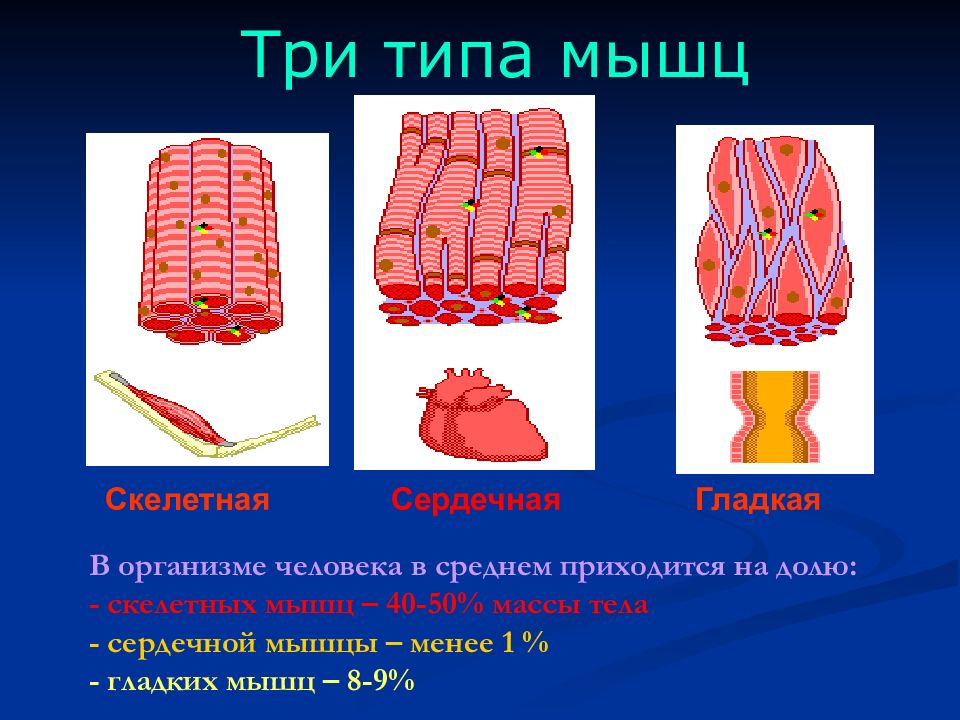 Мышечная виды. Три типа мышц. Типы мышц в организме человека. Мышцы типы мышц. Три вида мышц человека.