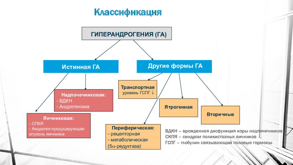 Схема образования андрогенов