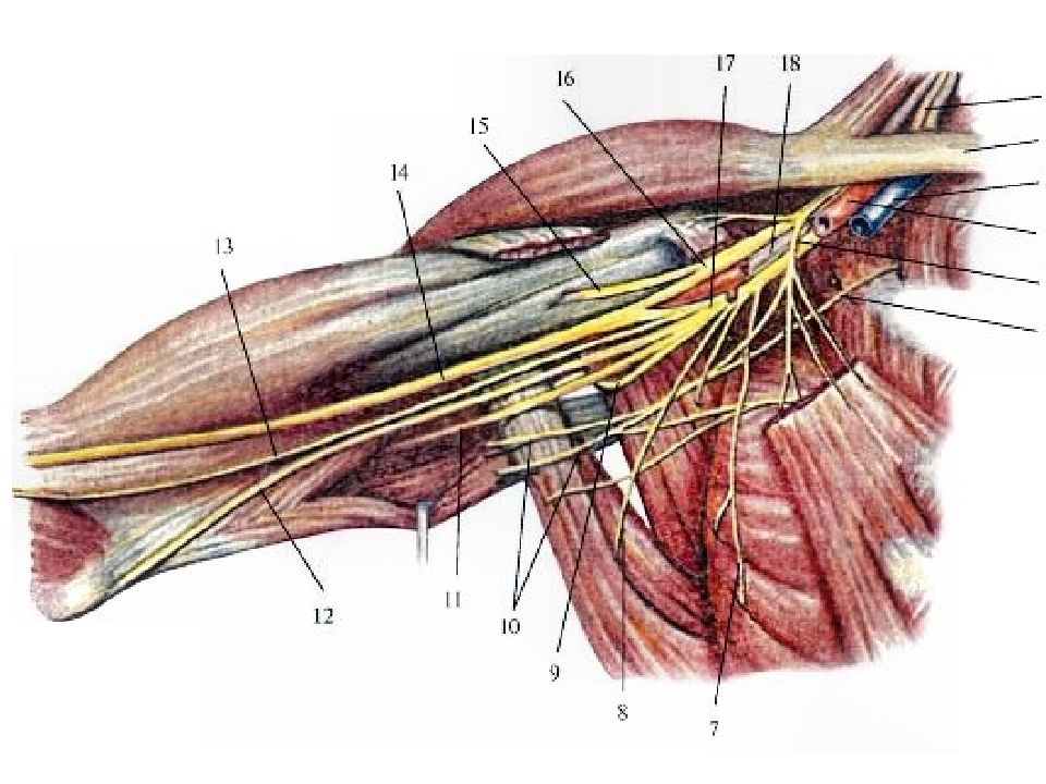 Мышцы под мышкой. Нервы плечевого сплетения анатомия. Подмышечный нерв анатомия. Аксиллярный нерв анатомия. Подмышечный нерв плечевого сплетения.