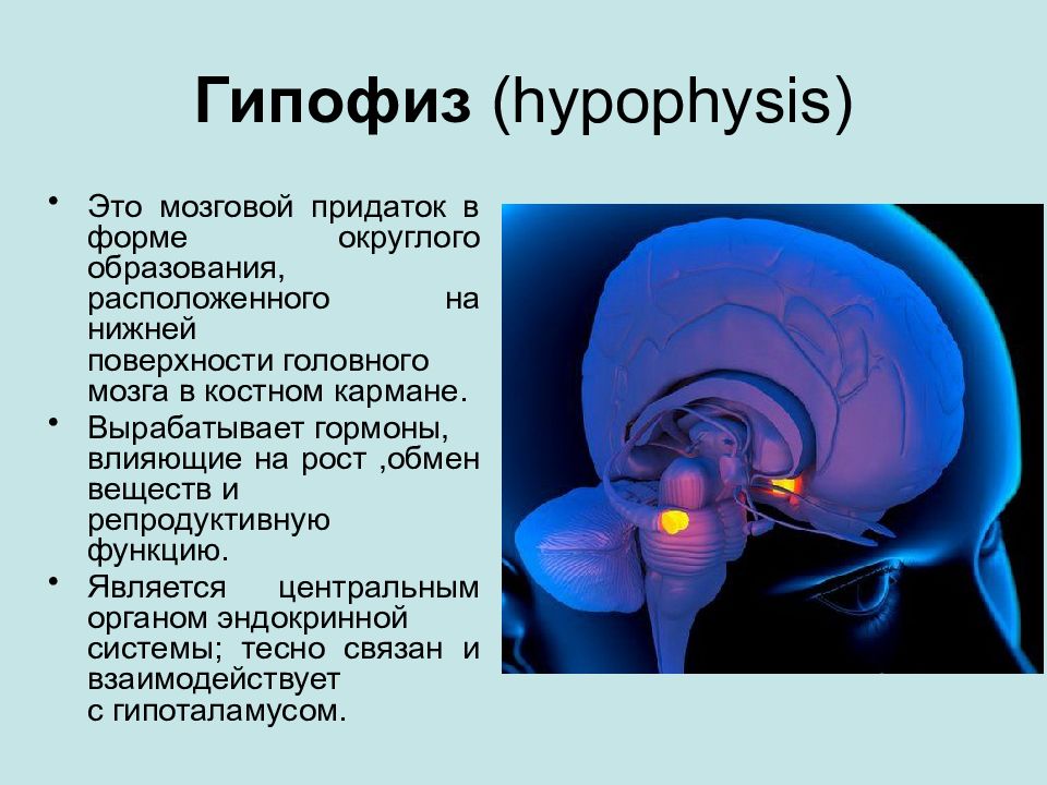 Какой гормон головной мозг. Строение головного мозга гипофиз. Структура головного мозга гипофиз. Функции гипофиза головного мозга. Строение головного мозга гипоталамус и гипофиз.