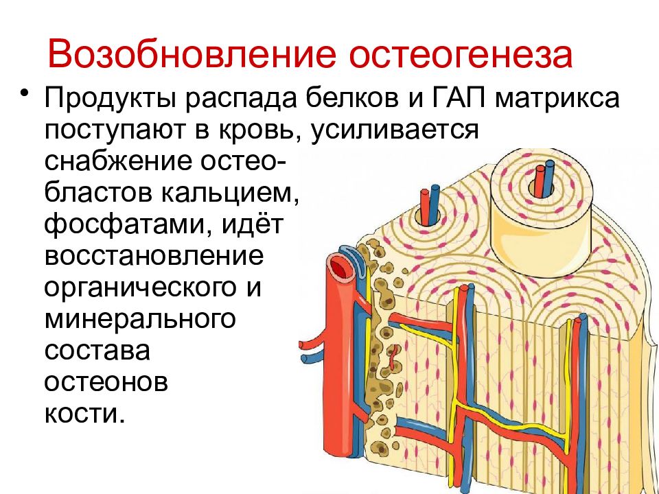 Биохимия костной ткани презентация