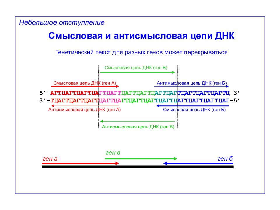 Верхняя цепь смысловая нижняя транскрибируемая. Смысловая цепь ДНК. Смысловая и антисмысловая ДНК. Смысловая и транскрибируемая цепь ДНК. Смысловая цепь ДНК определение.