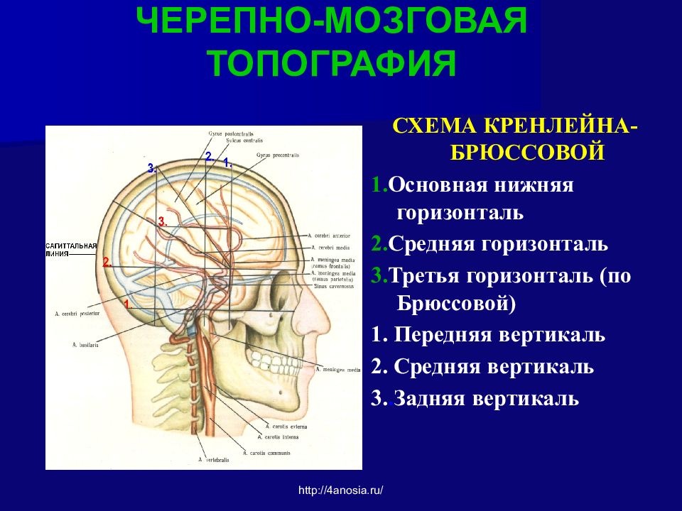 Схема черепно мозговой топографии кренлейна