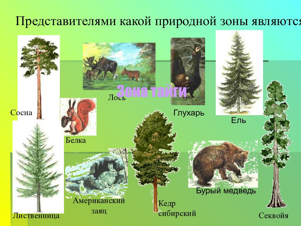 Канадский рысь бурый медведь лось бальзамическая пихта. Лиственница природная зона. Сосна и ель природные зоны. Природная зона растения лиственница. Лось и лиственница природная зона.