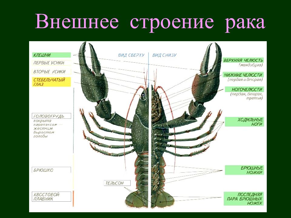 Какие особенности строения характерны для ракообразных составьте и зарисуйте схему строения рака