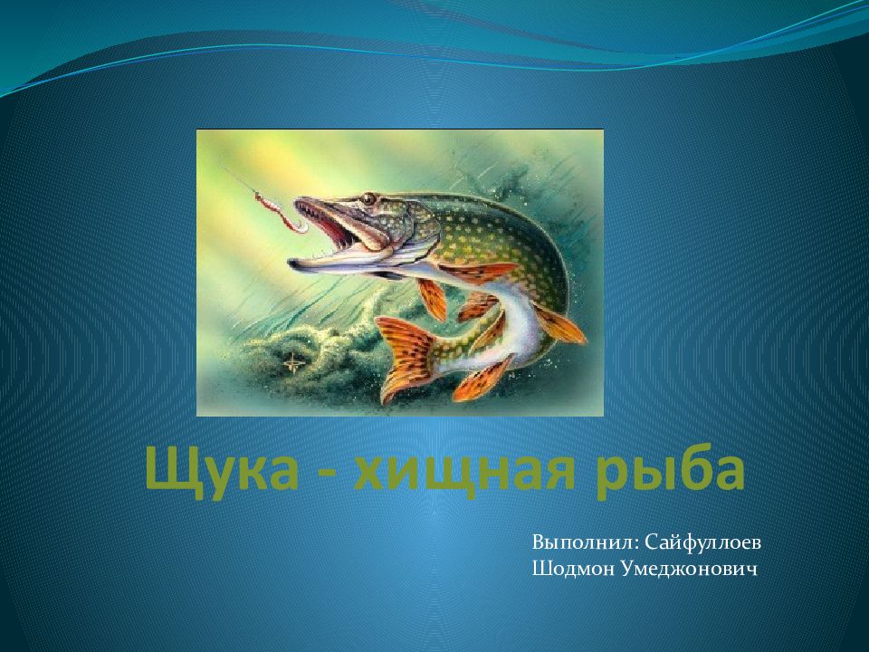 Щука - хищная рыба