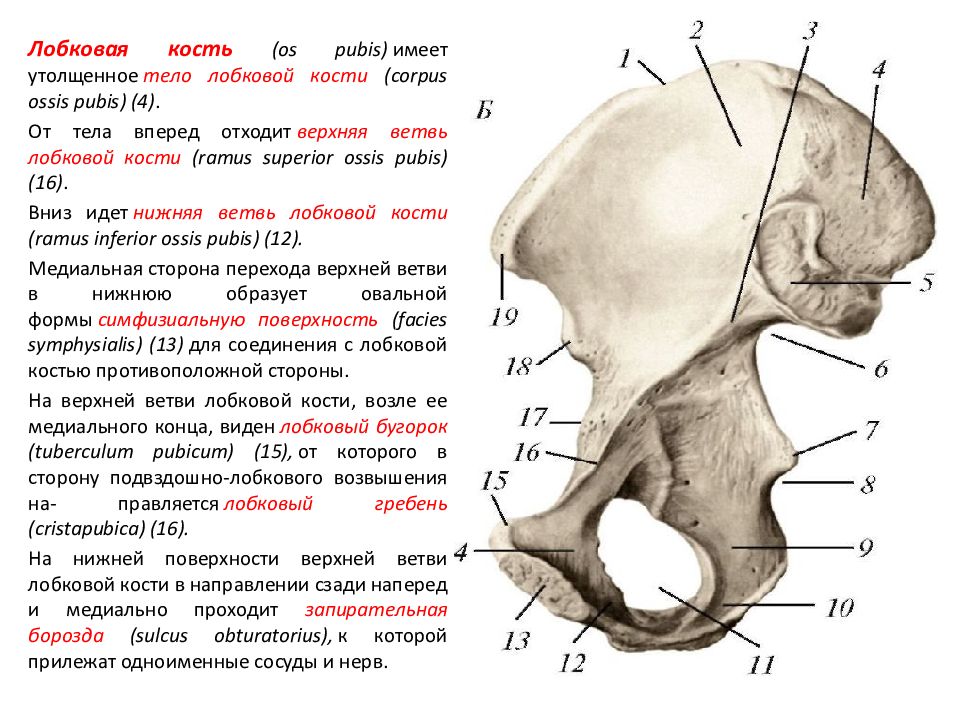 Соединение лобковых костей. Нижняя ветвь лобковой кости. Верхняя ветвь лобковой кости. Ramus Superior Ossis pubis. Горизонтальная ветвь лобковой кости.