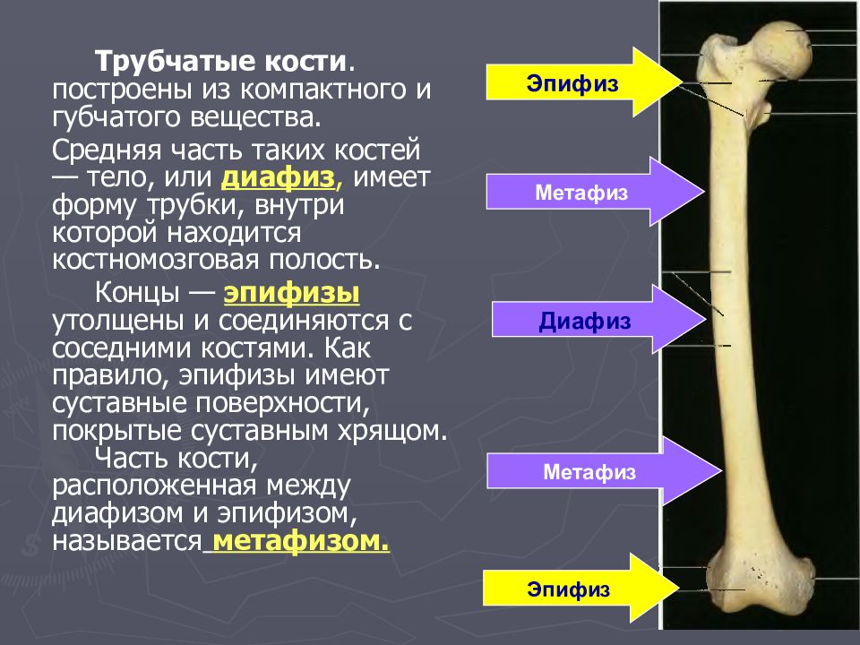 Какие функции выполняют трубчатые кости. Трубчатые кости эпифиз диафиз метафиз. Дистальный эпифиз бедренной кости. Части кости диафиз эпифиз. Трубчатую кость диафиз.