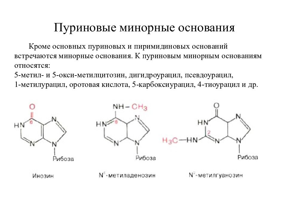 Структура оснований. Минорные пиримидиновые основания. Минорных пиримидиновых оснований-нуклеозидов. Биологическая роль пуриновых и пиримидиновых оснований. Минорные азотистые основания.