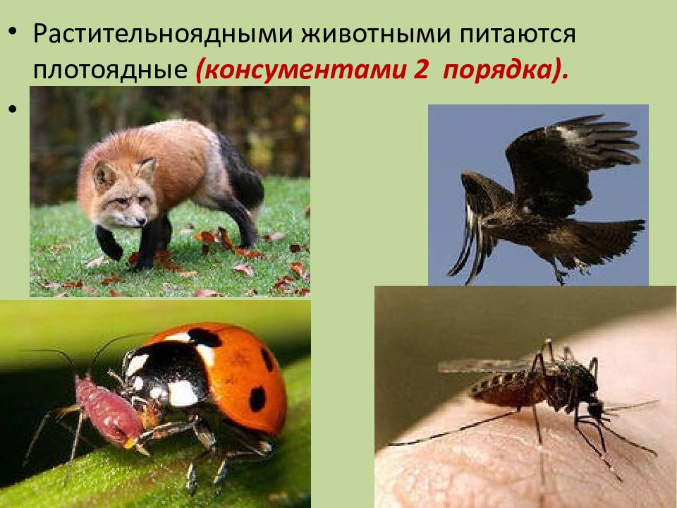 Фотографии СВЯЗЬ МЕЖДУ РАСТЕНИЯМИ