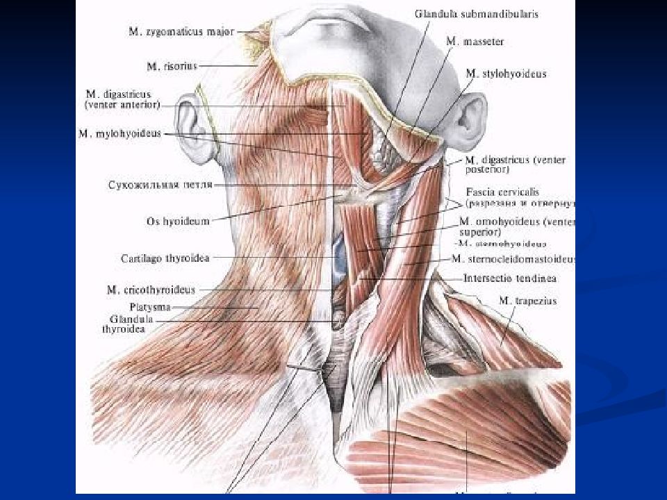 Шея снизу. Анатомия мышц грудино-ключичного. Челюстно подъязычная мышца анатомия. Строение шеи сбоку у мужчин. Анатомия человека мышцы лопаточно-подъязычная.