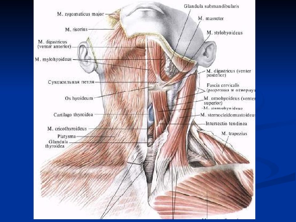 Шея внутри. Лопаточно подъязычная мышца шеи анатомия. Мышцы шеи атлас Синельникова. Строение шеи сбоку у мужчин. Грудино подъязычная мышца.