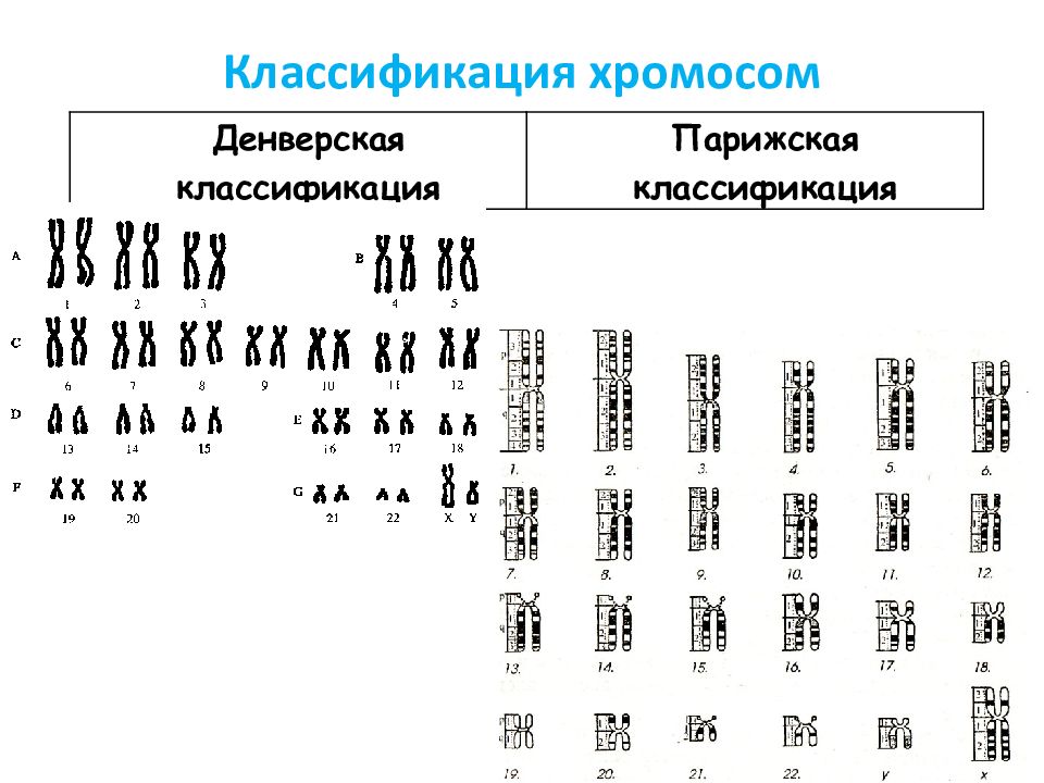 Y хромосома мужская. Денверская и Парижская классификация хромосом. Парижская классификация хромосом человека. Классификация хромосом человека таблица. Типы и группы хромосом у человека.