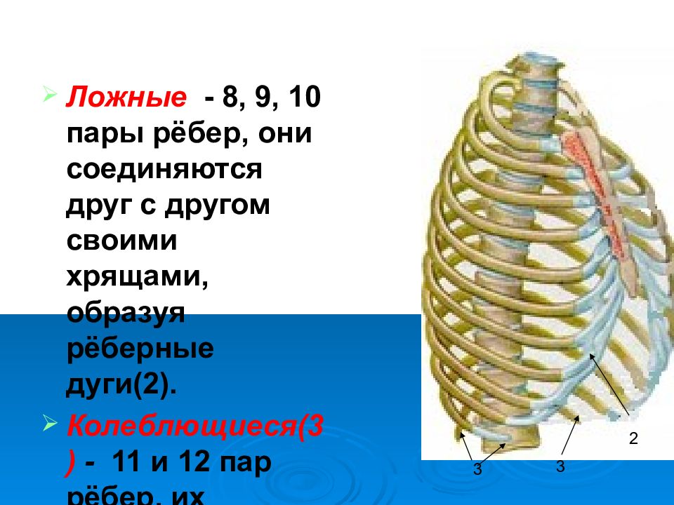 Сколько ребер в петле