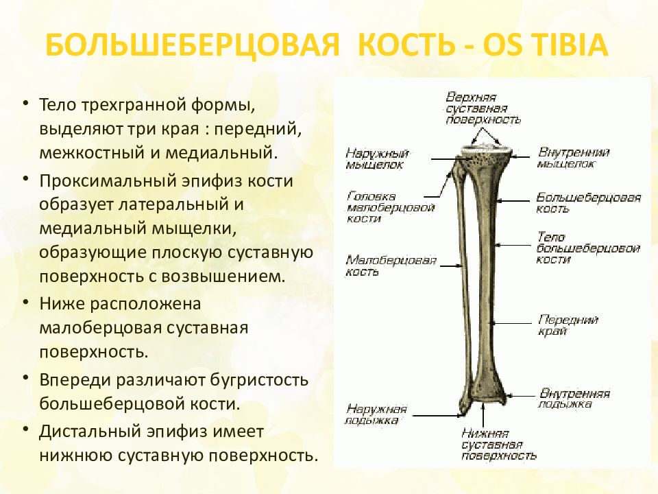 Берцовая кость человека где находится фото