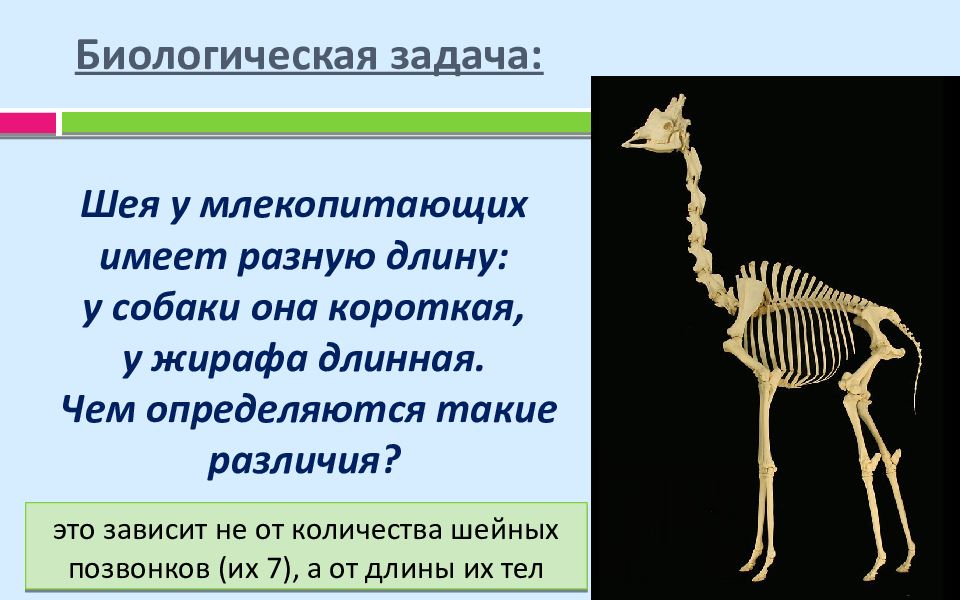 Какие особенности строения скелета позвоночного животного изображенного на рисунке