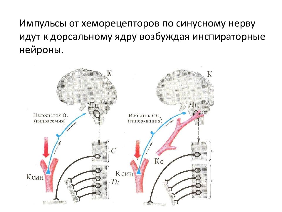 Механизмы дыхания регуляция дыхания. Механизмы регуляции дыхания физиология. Хеморецепторы в регуляции дыхания. Хеморецепторы дыхания физиология. Хеморецепторы дыхательного центра.