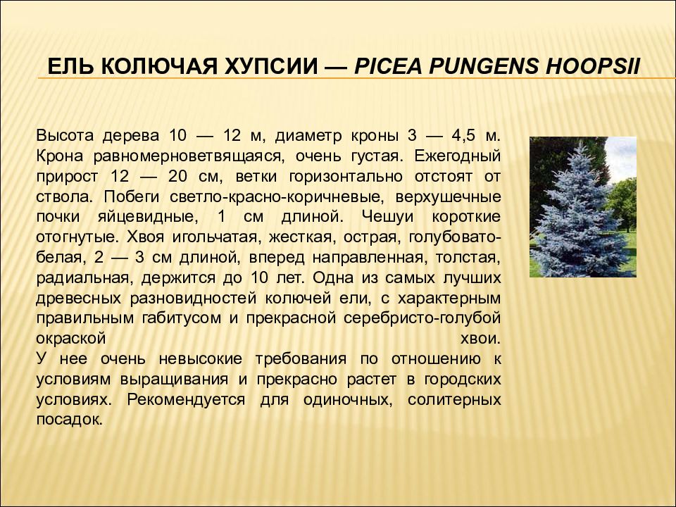 Применение ели. Ель Хупси диаметр кроны. Применение ели человеком. Ель колючая диаметр кроны. Ель голубая диаметр кроны.