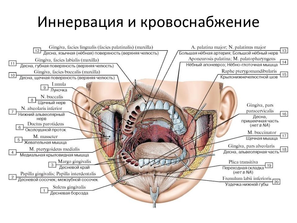 Верхняя стенка рта. Ротовая полость анатомия латынь. Кровоснабжение мышц дна полости рта. Иннервация твердого неба. Стенки ротовой полости анатомия.