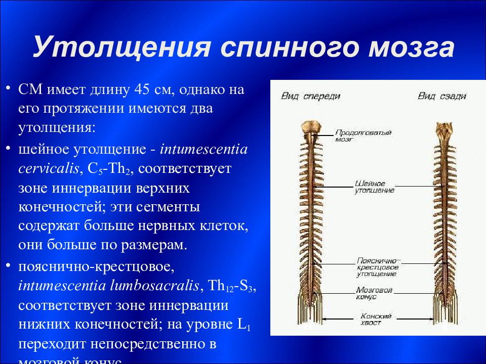 Функциональная анатомия спинного мозга презентация