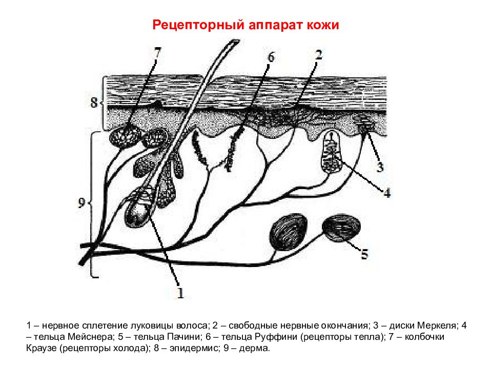 Рецепторы кожи рисунок