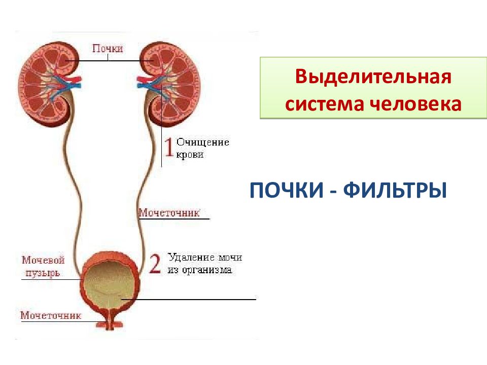 Какие органы входят в выделительную систему человека. Органы выделительной системы человека схема. Функции выделительной системы в организме человека. Строение выделительной системы анатомия. Выделительная функция строение.