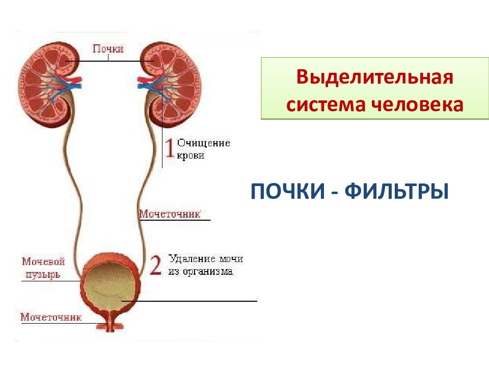 4 выделительная система. Система органов выделения. Функции почек. Выделительная система орган функции системы. Органы выделительной системы человека схема. Схема выделительной системы функции.