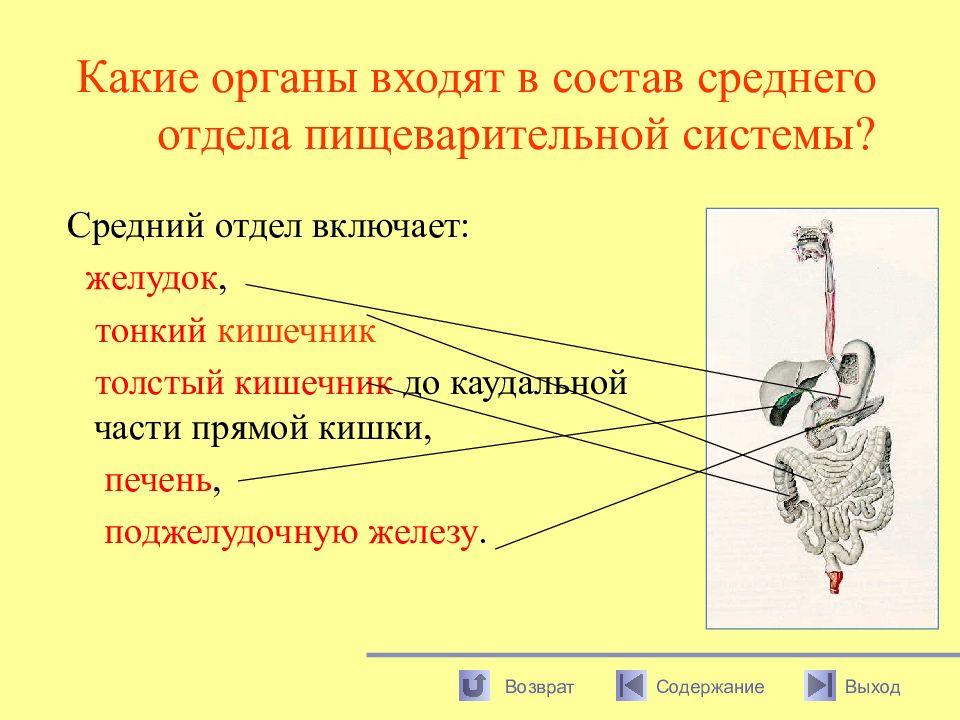 Какие органы. Органы. Средний отдел пищеварительной системы. Какие органы входят в состав системы.