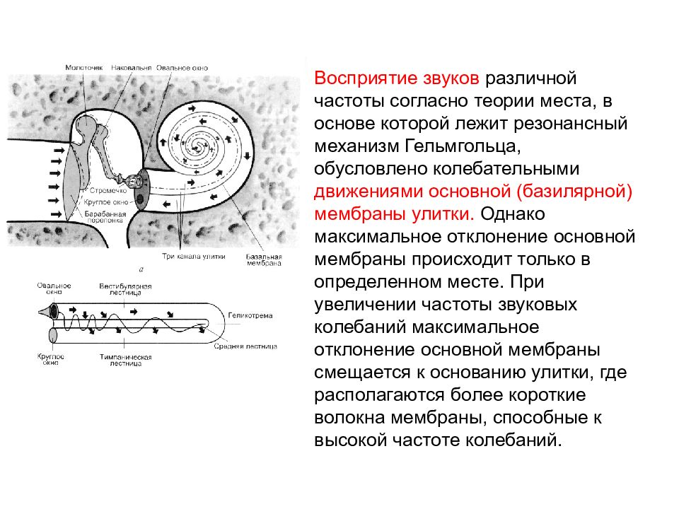 Восприятие звука. Восприятие звуков различной частоты физиология. Механизмы восприятия звуков разной частоты. Механизм восприятия частоты звука. Механизм восприятия звука физиология.