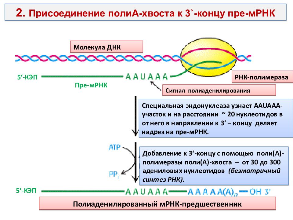 Участок рнк. Полиаденилирование 3 -конца МРНК У эукариот. Строение пре-МРНК. Полиаденилирование МРНК. Полиаденилирование РНК.