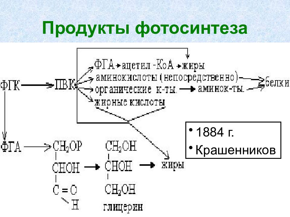 Результат процесса фотосинтеза. Продукты фотосинтеза. Продуктами фотосинтеза являются. Продукты процесса фотосинтеза. Первичная продукция фотосинтеза.