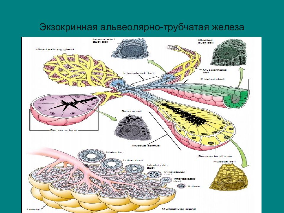 Трубчатая железа. Альвеолярно-трубчатые железы. Общая гистология. Сложная разветвленная альвеолярно-трубчатая железа строение. Альвеолярно-трубчатые железы примеры.