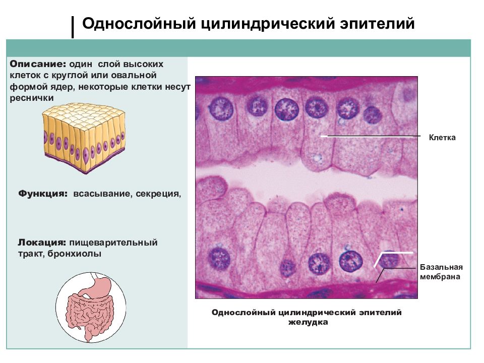 Эпителий гистология презентация