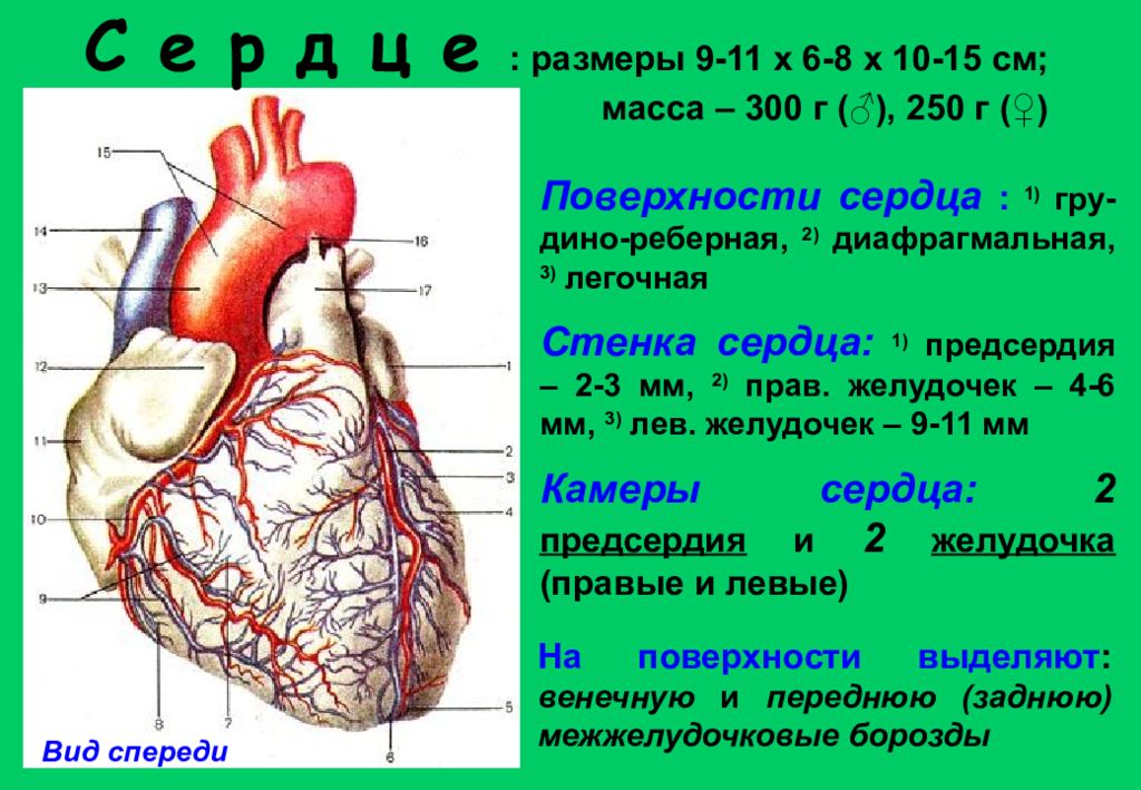 Размеры сердца. Сердце вид спереди грудино реберная поверхность. Сердце диафрагмальная поверхность анатомия. Пограничная борозда сердца анатомия. Грудино реберная поверхность сердца анатомия.