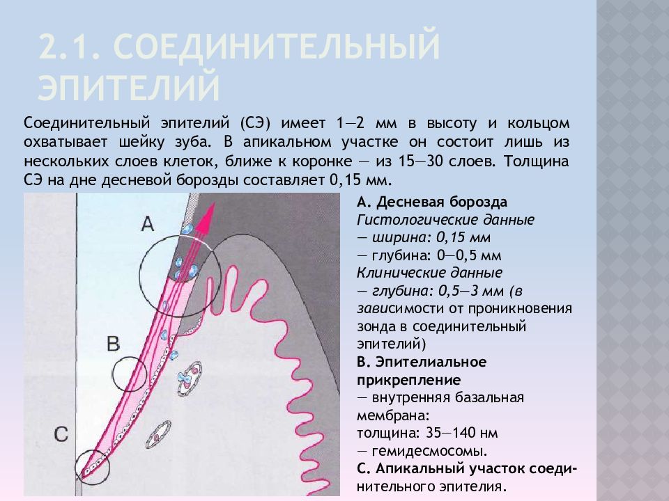 Строение пародонта