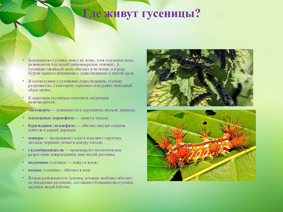 упражнение гусеница для детей. аппликация веселая гусеничка. форма тела гусеницы. презентация гусеница. гусеница для презентации.