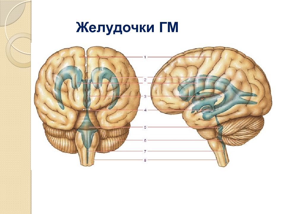 Расширение 4 желудочка. Желудочки головного мозга у новорожденных 30 мм. Расширение 4 желудочка головного мозга у детей. Желудочки головного мозга диаметры. 4 Желудочек головного мозга анатомия строение.