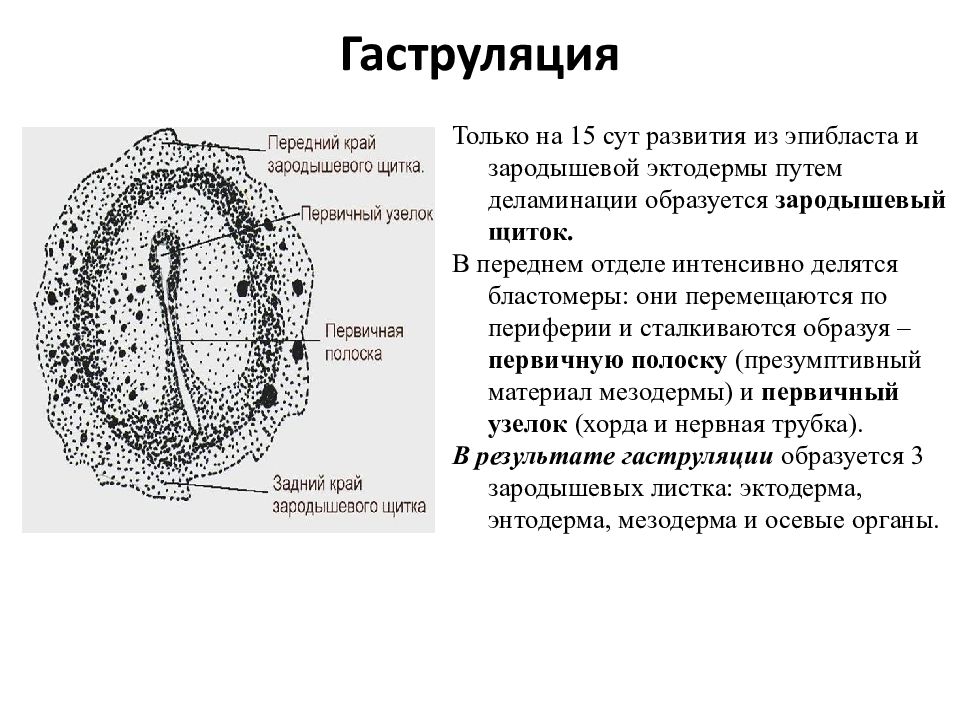 Эмбриогенез человека гистология презентация