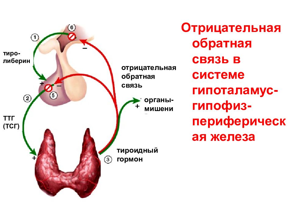 Физиология гипоталамо гипофизарной системы презентация