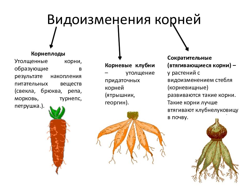 К какому классу относят растение корневая система которого показана на рисунке